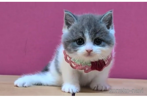 成約済の東京都のスコティッシュフォールド-104745の1枚目